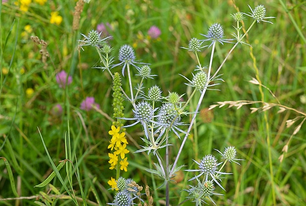 kotúč modrastý Eryngium planum L.