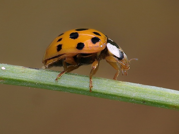 lienka východná Harmonia axyridis