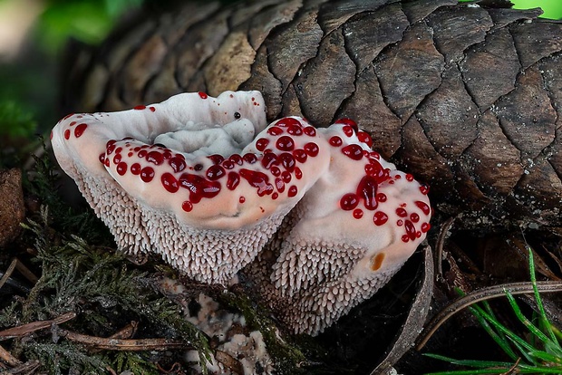 jelenkovka pálčivá Hydnellum peckii Banker