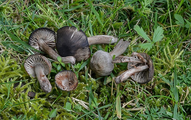 lúčnica ovčia Hygrocybe ovina (Bull.) Kühner