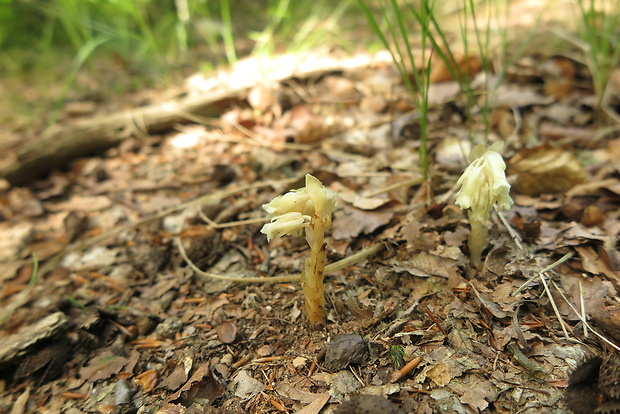 hniliak smrekový Monotropa hypopitys L.