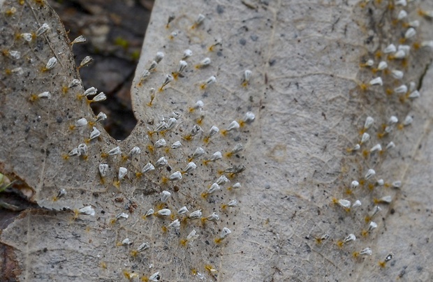 slizovka Myxomycetes ?