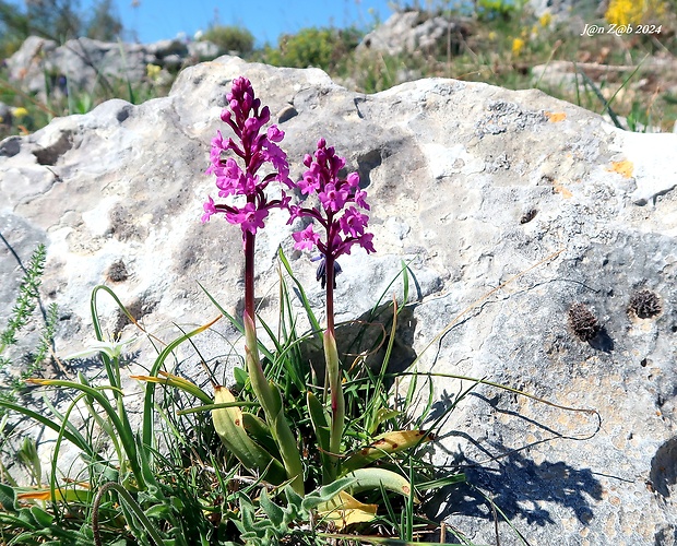 vstavač Orchis quadripunctata Cirillo ex Ten.