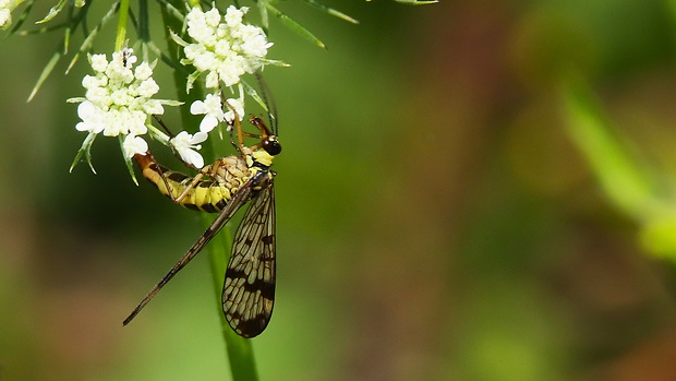 srpica obyčajná  Panorpa vulgaris