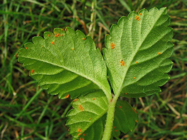 priehradkovec jahodový Phragmidium fragariae cf. G. Winter