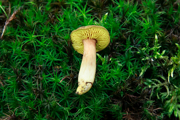 lupeňopórovec červenožltý Phylloporus rhodoxanthus (Schwein.) Bres.