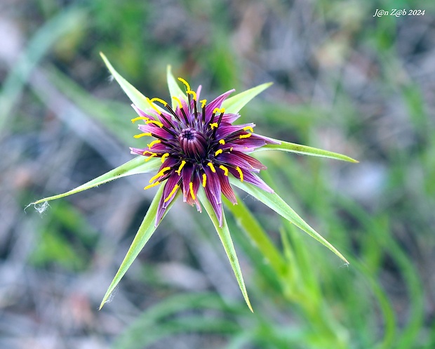 kozobrada Tragopogon porrifolius L.