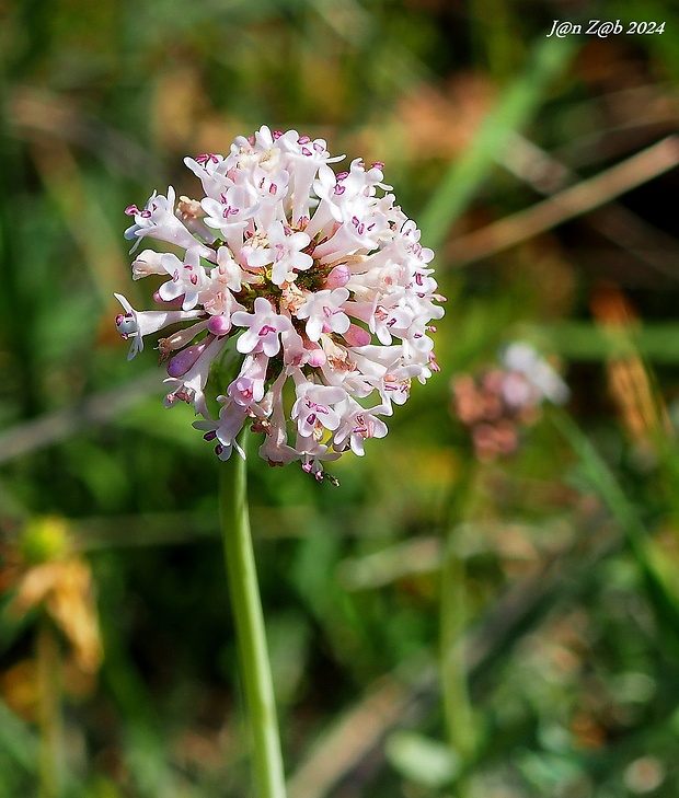 valeriana Valeriana tuberosa L.