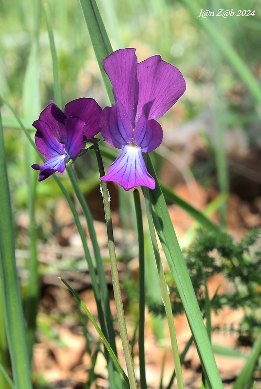 fialka Viola merxmuelleri Erben