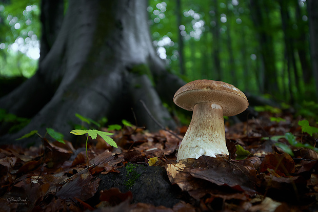 hríb dubový Boletus reticulatus Schaeff.