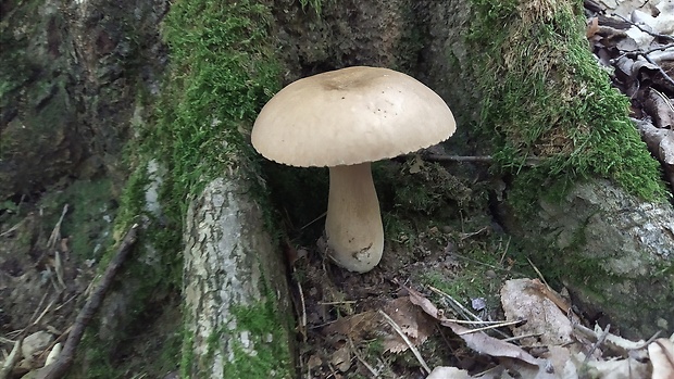 hríb dubový Boletus reticulatus Schaeff.