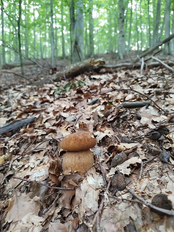 hríb dubový Boletus reticulatus Schaeff.