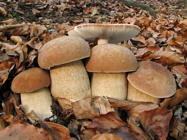 hríb dubový Boletus reticulatus Schaeff.