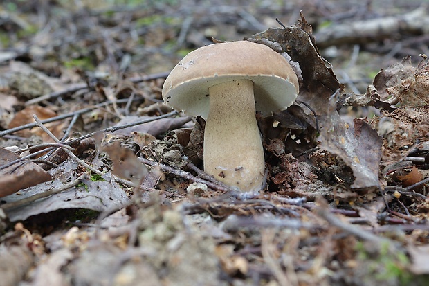 hríb dubový Boletus reticulatus Schaeff.