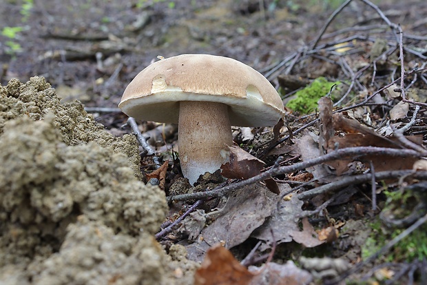 hríb dubový Boletus reticulatus Schaeff.