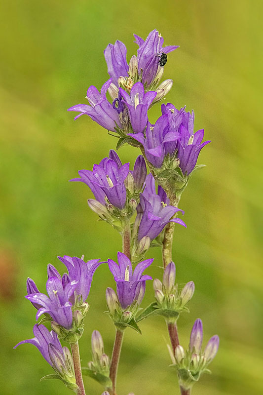 zvonček klbkatý Campanula glomerata agg. L.