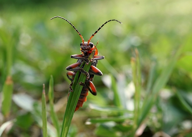 snehuľčík Cantharis