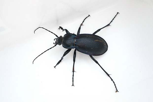 bystruška fialová Carabus violaceus