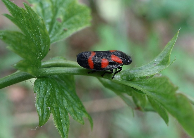 peniarka nížinná Cercopis sanguinolenta