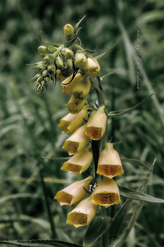 náprstník veľkokvetý Digitalis grandiflora Mill.