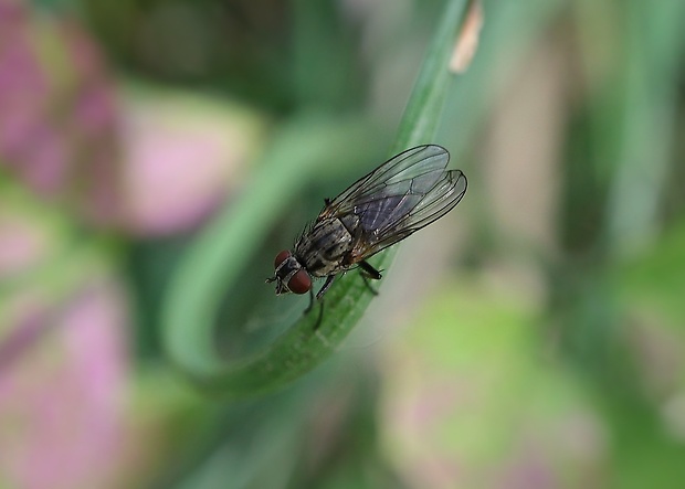 kvetárka Emmesomyia grisea (Robineau-Desvoidy, 1830)