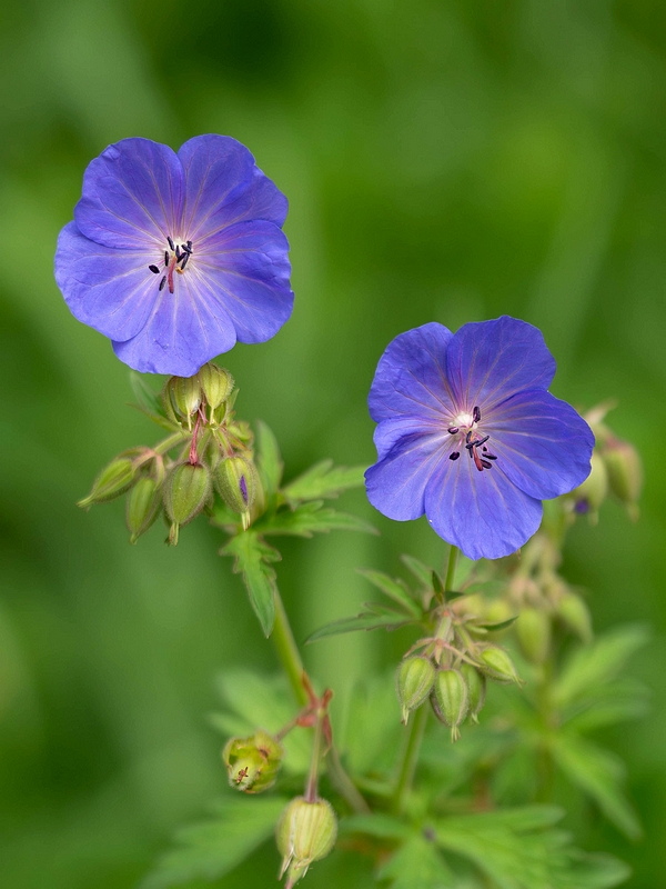 pakost lúčny Geranium pratense L.