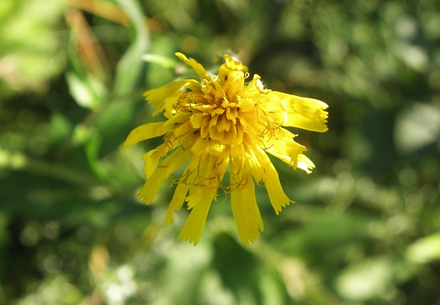 jastrabník Hieracium sp.