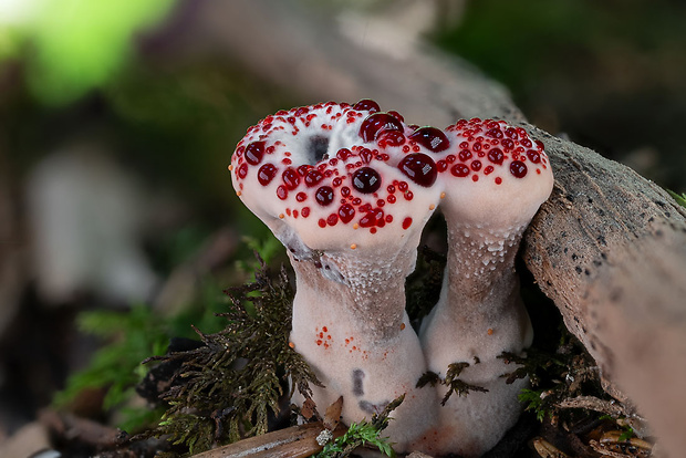 jelenkovka pálčivá Hydnellum peckii Banker