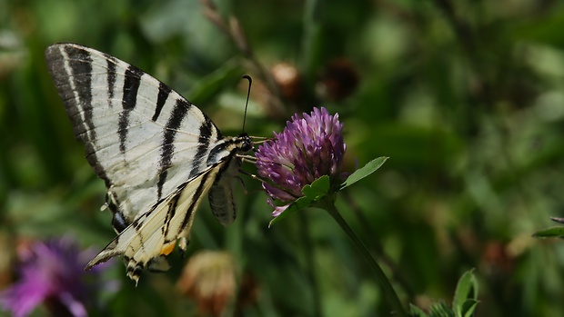 vidlochvost ovocný  Iphiclides podalirius