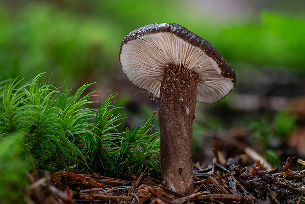 rýdzik čiernozamatový Lactarius lignyotus Fr.