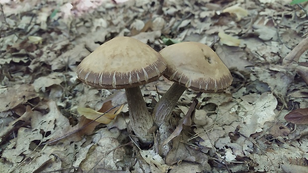 kozák hrabový Leccinum pseudoscabrum (Kallenb.) Šutara