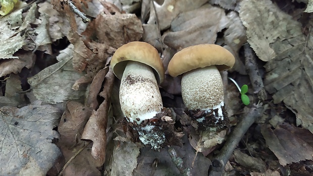 kozák hrabový Leccinum pseudoscabrum (Kallenb.) Šutara