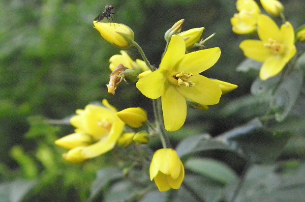 čerkáč obyčajný  Lysimachia vulgaris L.