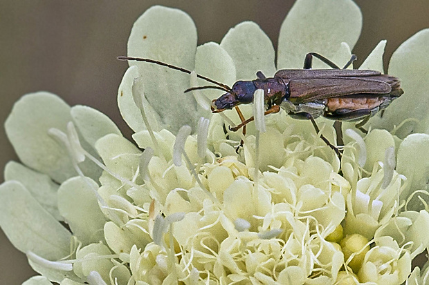 stehnáč  Oedemera flavipes