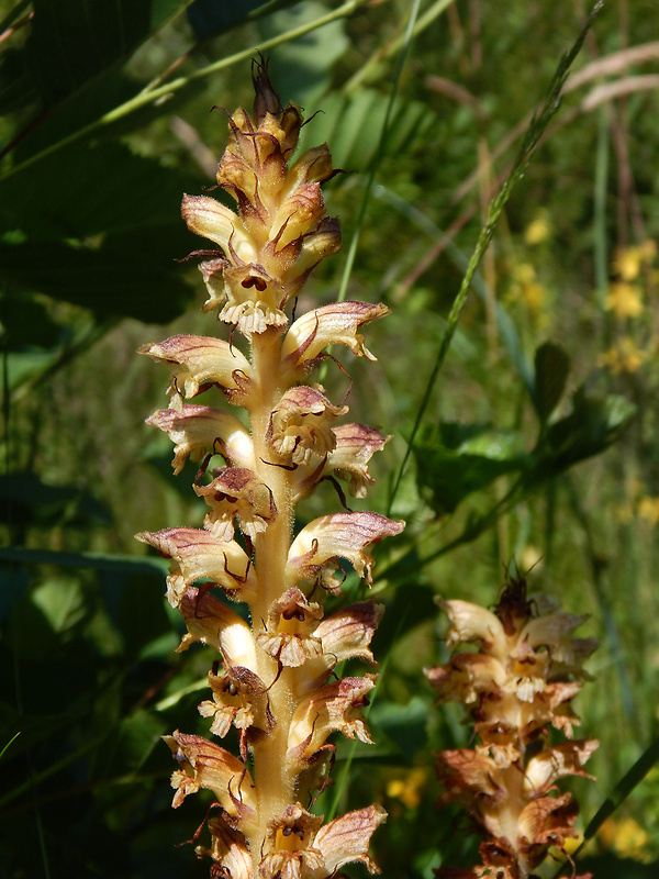 záraza sieťnatá Orobanche reticulata Wallr.