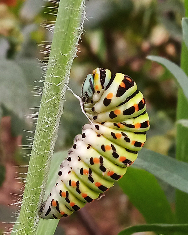 vidlochvost feniklový / otakárek fenyklový / húsenica   Papilio machaon Linnaeus, 1758