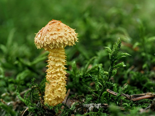 šupinovka ohnivá Pholiota flammans (Batsch) P. Kumm.