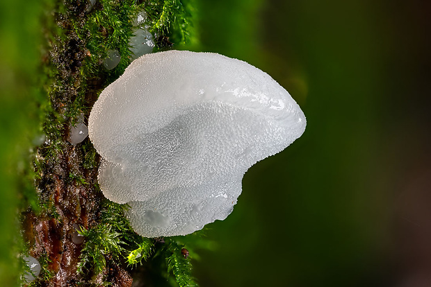 pajelenka želatínová Pseudohydnum gelatinosum (Scop.) P. Karst.