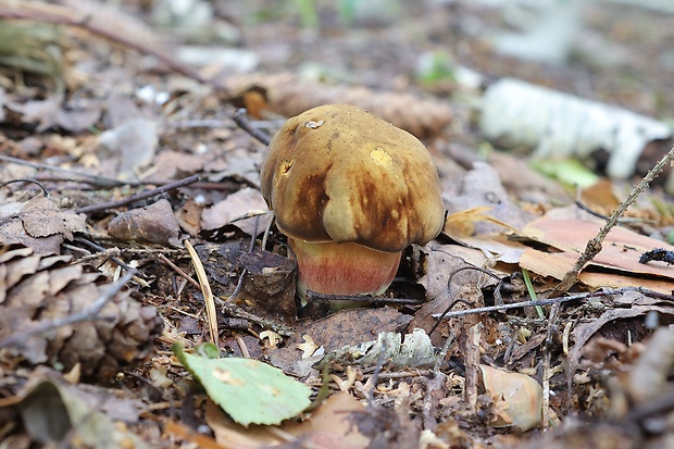 hríb zrnitohlúbikový Sutorius luridiformis (Rostk.) G. Wu & Zhu L. Yang