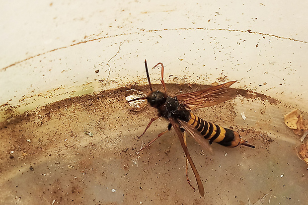 pílovka listnáčová (pilořitka listnáčová-cz)   Tremex fuscicornis Fabricius, 1787