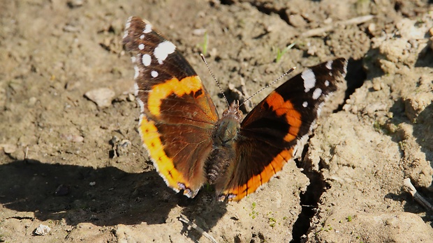 babôčka admirál Vanessa atalanta  Linnaeus, 1758