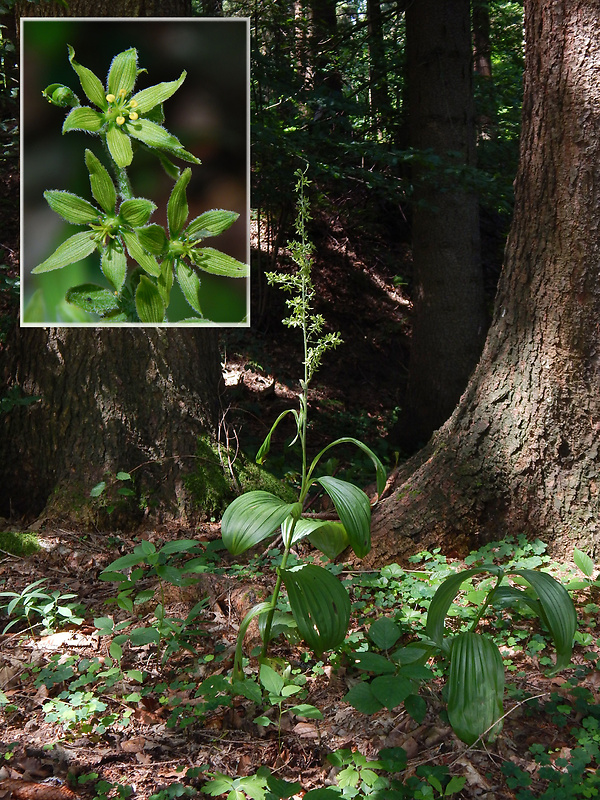 kýchavica biela lobelova Veratrum album subsp. lobelianum (Bernh.) Arcang.