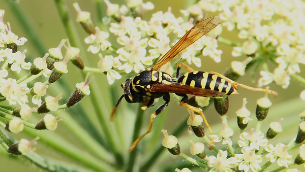 osa obyčajná  Vespula vulgaris