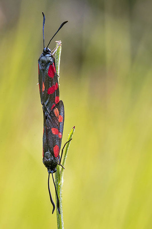 vretienka obyčajná Zygaena filipenduale