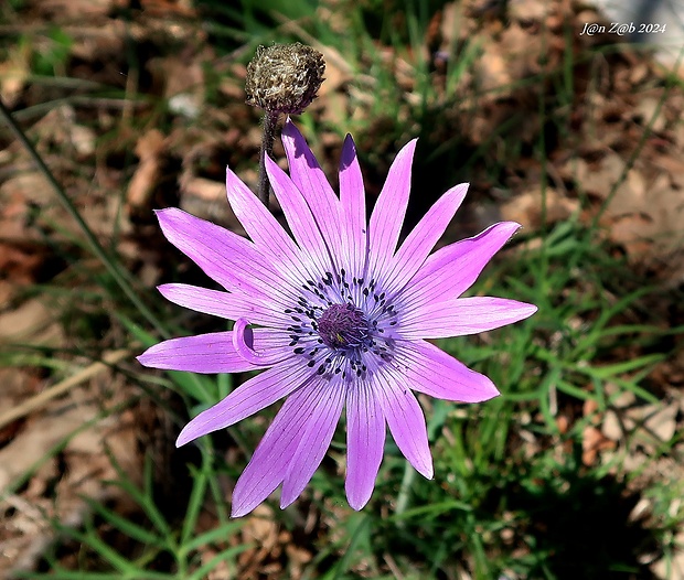 veternica Anemone hortensis L.