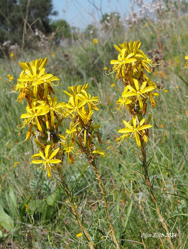 asfodelka žltá Asphodeline lutea (L.) Rchb.