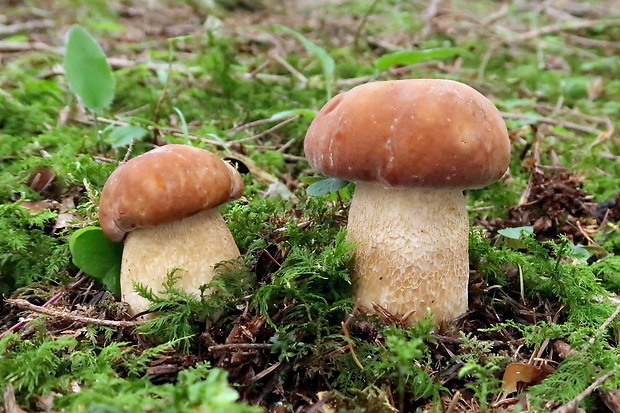 hríb dubový Boletus reticulatus Schaeff.