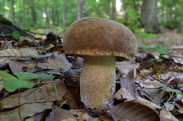 hríb dubový Boletus reticulatus Schaeff.