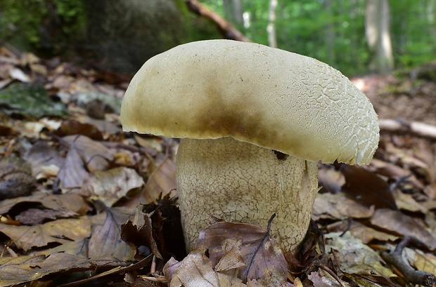 hríb dubový Boletus reticulatus Schaeff.