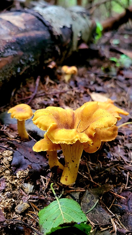 kuriatko jedlé ametystové Cantharellus amethysteus (Quél.) Sacc.